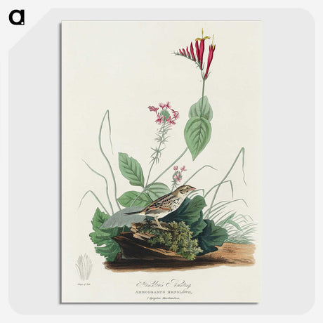 3-28_John-James-Audubon_picture-crop