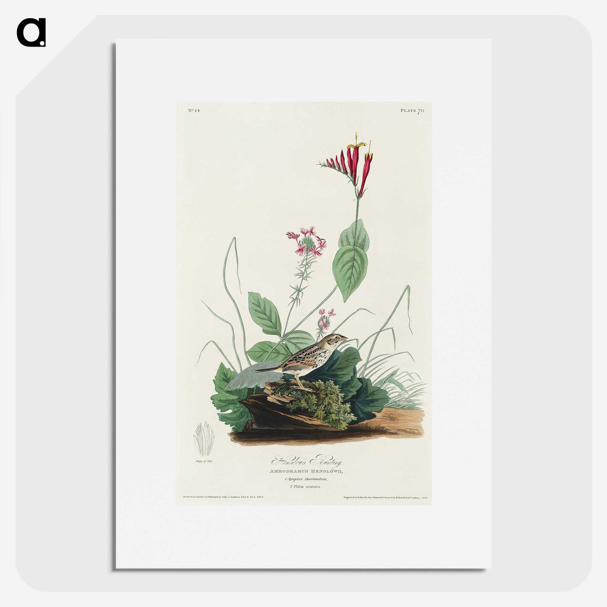 3-28_John-James-Audubon_picture