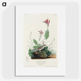 3-28_John-James-Audubon_picture