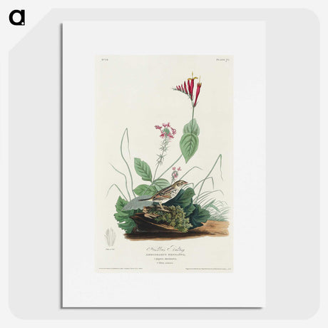 3-28_John-James-Audubon_picture