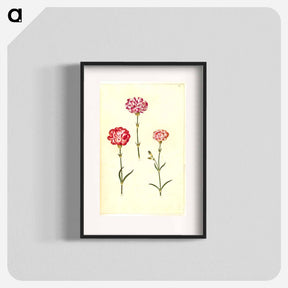 アートポスター-Dianthus caryophyllus
 - マリア ジビーラ メーリアン Poster.