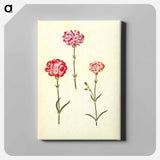 アートパネル-Dianthus caryophyllus
 - マリア ジビーラ メーリアン Canvas.