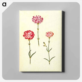 アートパネル-Dianthus caryophyllus
 - マリア ジビーラ メーリアン Canvas.