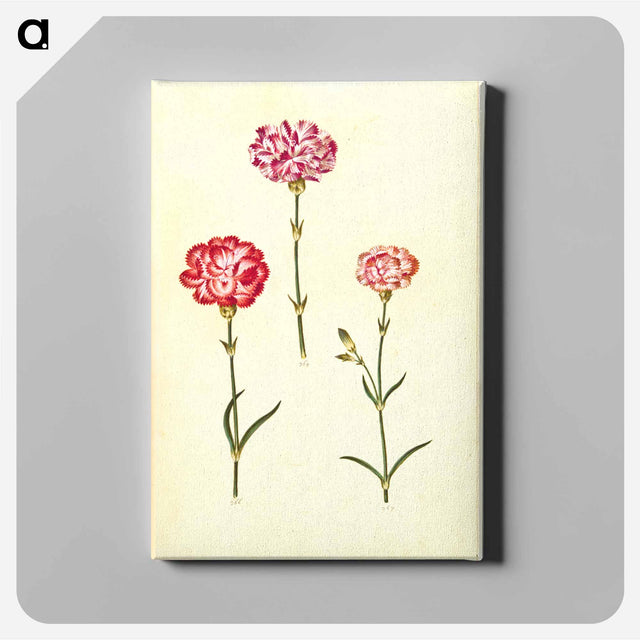 アートパネル-Dianthus caryophyllus
 - マリア ジビーラ メーリアン Canvas.