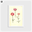 アートポストカード-Dianthus caryophyllus
 - マリア ジビーラ メーリアン Postcard.