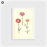 アートポストカード-Dianthus caryophyllus
 - マリア ジビーラ メーリアン Postcard.