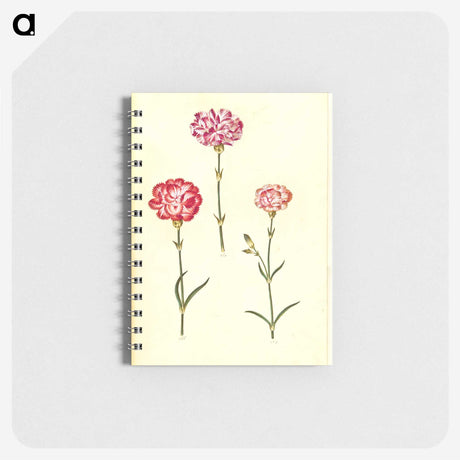 3-28_Maria-Sibylla-Merian_memo