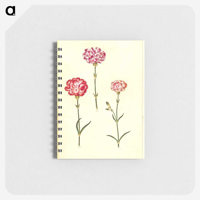 3-28_Maria-Sibylla-Merian_memo