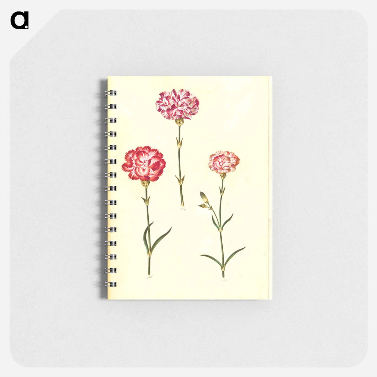 アートメモ帳-Dianthus caryophyllus
 - マリア ジビーラ メーリアン Memo.