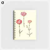 アートメモ帳-Dianthus caryophyllus
 - マリア ジビーラ メーリアン Memo.