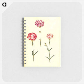 アートメモ帳-Dianthus caryophyllus
 - マリア ジビーラ メーリアン Memo.