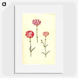 3-28_Maria-Sibylla-Merian_picture