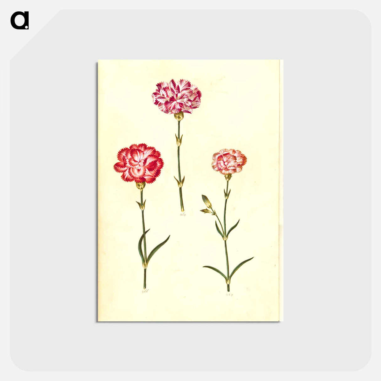 アートポストカード-Dianthus caryophyllus
 - マリア ジビーラ メーリアン Postcard.