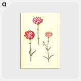 アートポストカード-Dianthus caryophyllus
 - マリア ジビーラ メーリアン Postcard.
