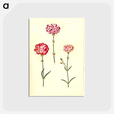 アートポストカード-Dianthus caryophyllus
 - マリア ジビーラ メーリアン Postcard.