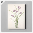 3-28_Mary-Vaux-Walcott_canvas
