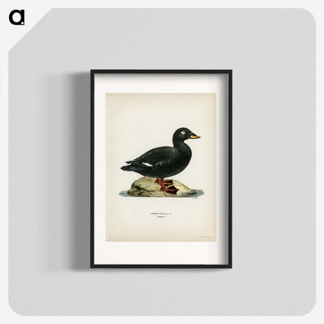 3-28_Svenska-Faglar_blk