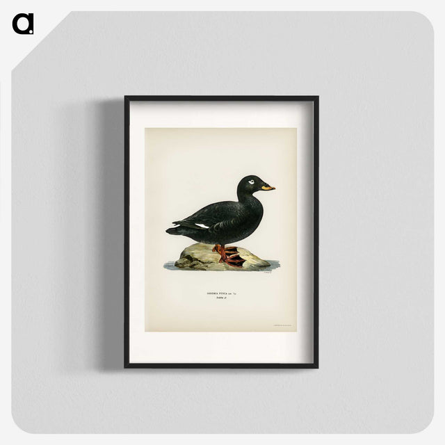 3-28_Svenska-Faglar_blk