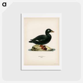 アートポストカード-Velvet Scoter
 - スヴェンスカ フォグラル Postcard.