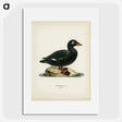 3-28_Svenska-Faglar_picture