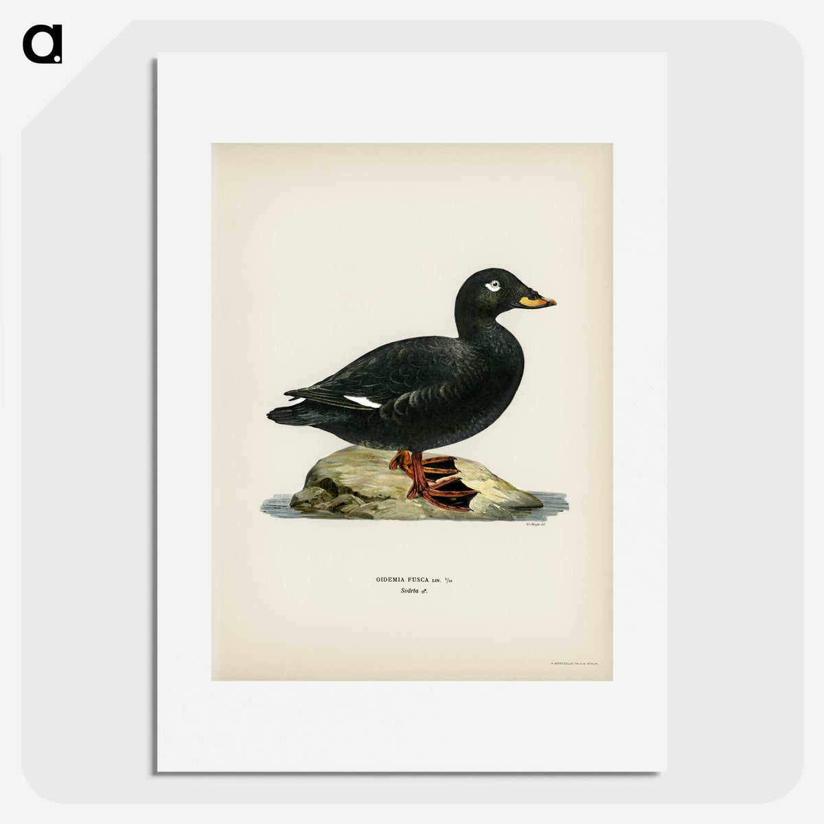 3-28_Svenska-Faglar_picture