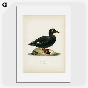 3-28_Svenska-Faglar_picture