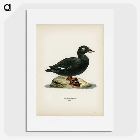 3-28_Svenska-Faglar_picture
