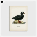 3-28_Svenska-Faglar_postcard
