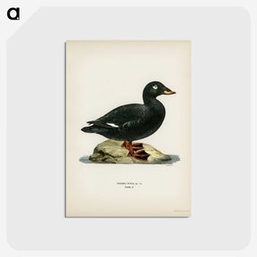 3-28_Svenska-Faglar_postcard
