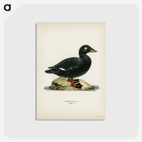 3-28_Svenska-Faglar_postcard
