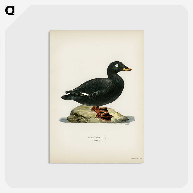 3-28_Svenska-Faglar_postcard