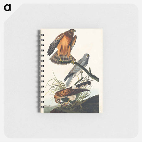 アートメモ帳-Marsh Hawk from Birds of America
 - アメリカの鳥たち Memo.