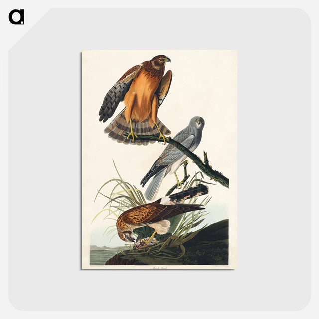 アートポストカード-Marsh Hawk from Birds of America
 - アメリカの鳥たち Postcard.