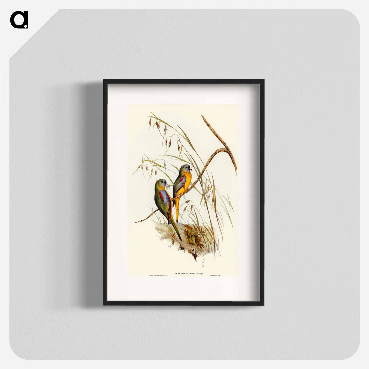 アートポスター-Chestnut-shouldered Grass-Parakeet
 - オーストラリアの鳥 Poster.