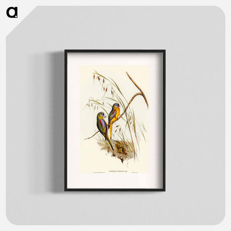 アートポスター-Chestnut-shouldered Grass-Parakeet
 - オーストラリアの鳥 Poster.