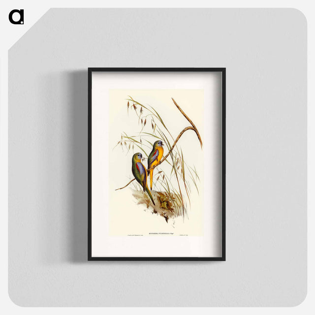 アートポスター-Chestnut-shouldered Grass-Parakeet
 - オーストラリアの鳥 Poster.