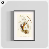 Chestnut-shouldered Grass-Parakeet
 - オーストラリアの鳥 Poster.