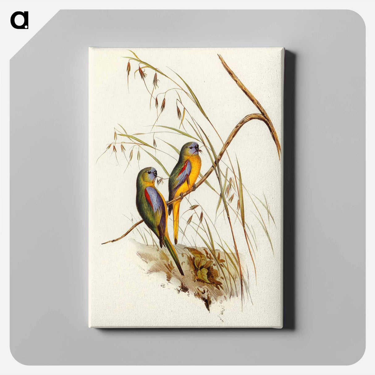 Chestnut-shouldered Grass-Parakeet
 - オーストラリアの鳥 Canvas.