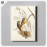 Chestnut-shouldered Grass-Parakeet
 - オーストラリアの鳥 Canvas.