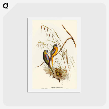 アートポストカード-Chestnut-shouldered Grass-Parakeet
 - オーストラリアの鳥 Postcard.