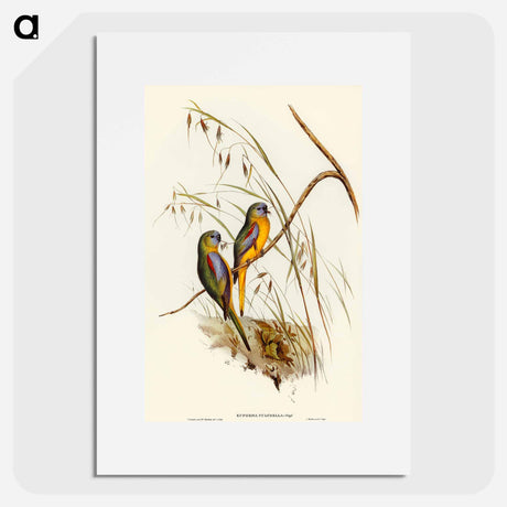 アートポスター-Chestnut-shouldered Grass-Parakeet
 - オーストラリアの鳥 Poster.