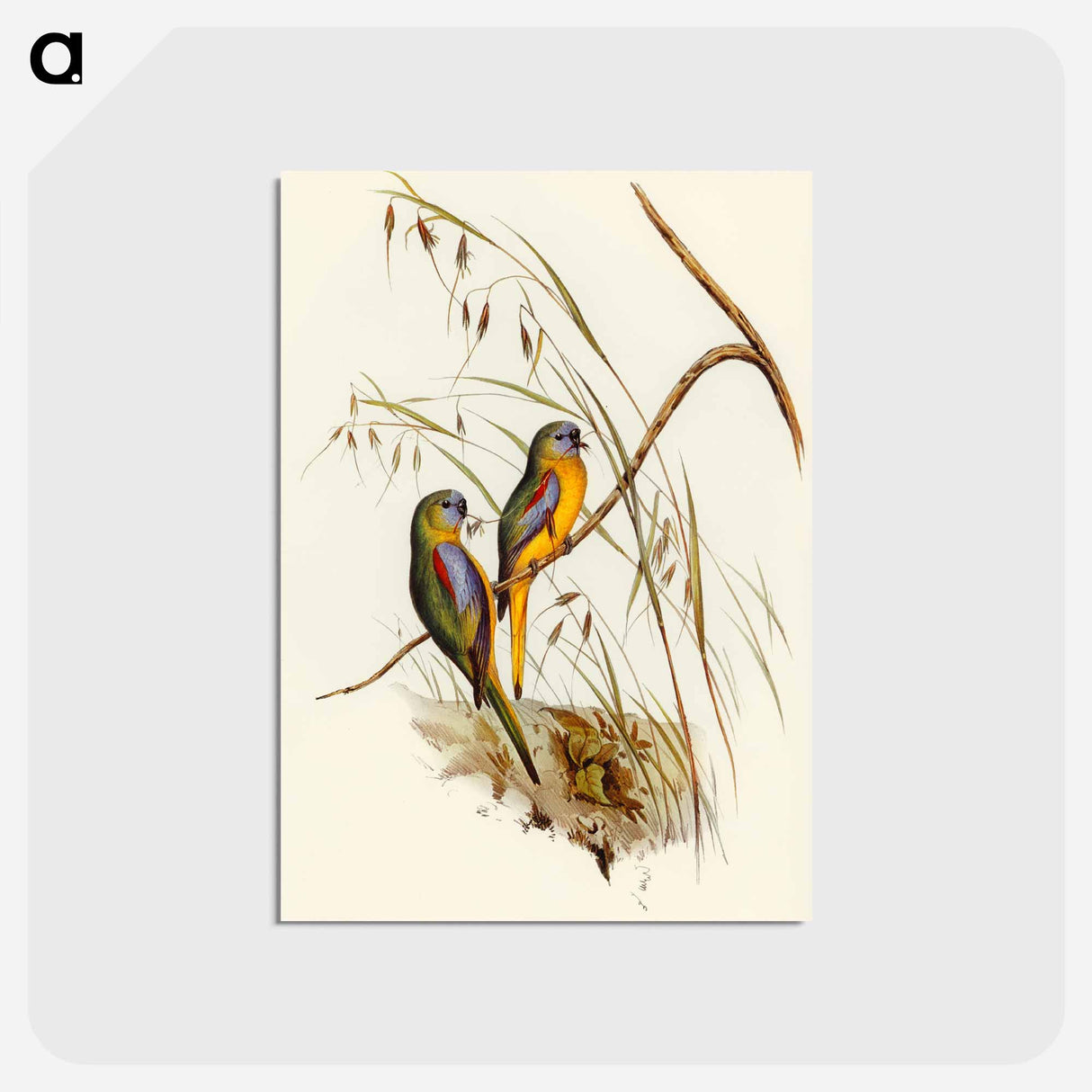アートポストカード-Chestnut-shouldered Grass-Parakeet
 - オーストラリアの鳥 Postcard.