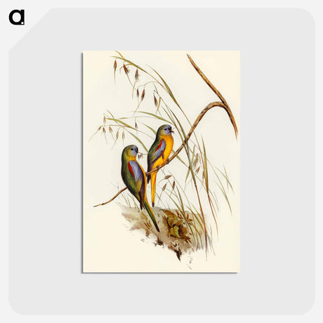 アートポストカード-Chestnut-shouldered Grass-Parakeet
 - オーストラリアの鳥 Postcard.