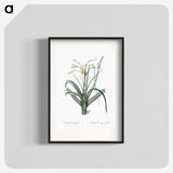 3-28_The-Lilies_blk