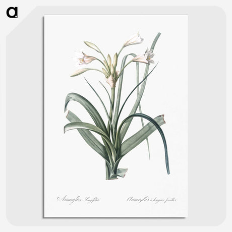 3-28_The-Lilies_picture-crop