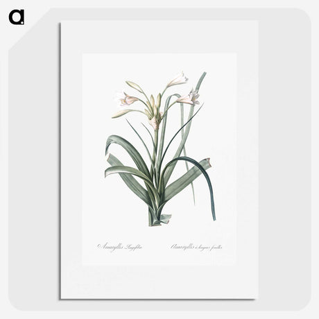 3-28_The-Lilies_picture