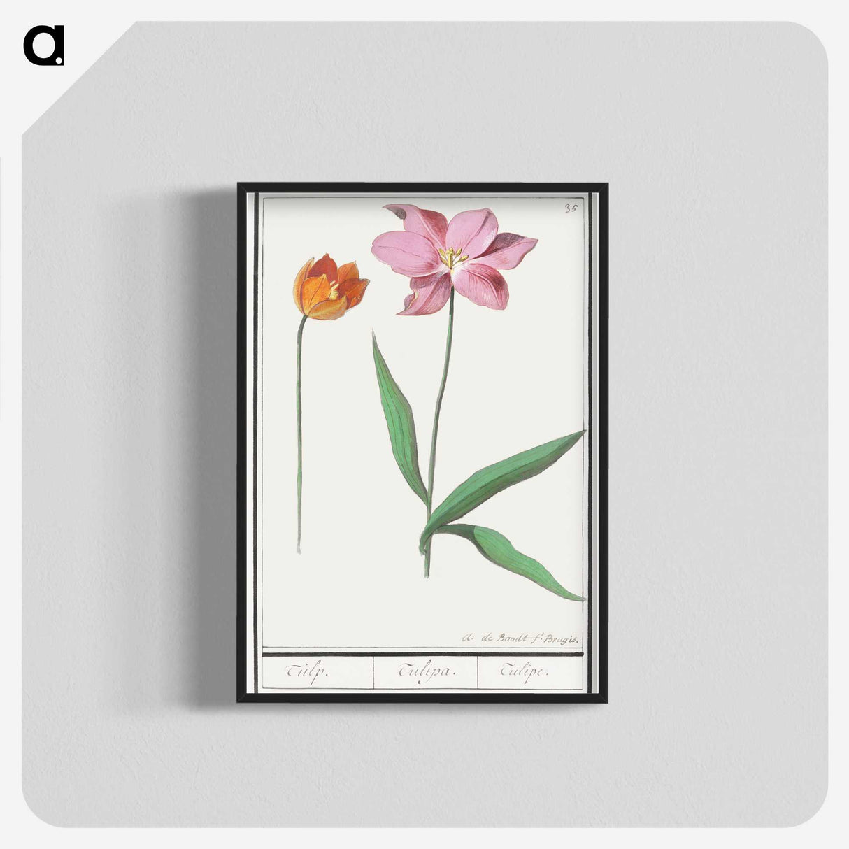 3-29_Anselmus-Boetius-de-Boodt_blk-crop