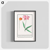 Tulip - アンセルムス ボエティウス デ ブート Poster.