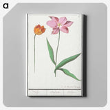 3-29_Anselmus-Boetius-de-Boodt_canvas