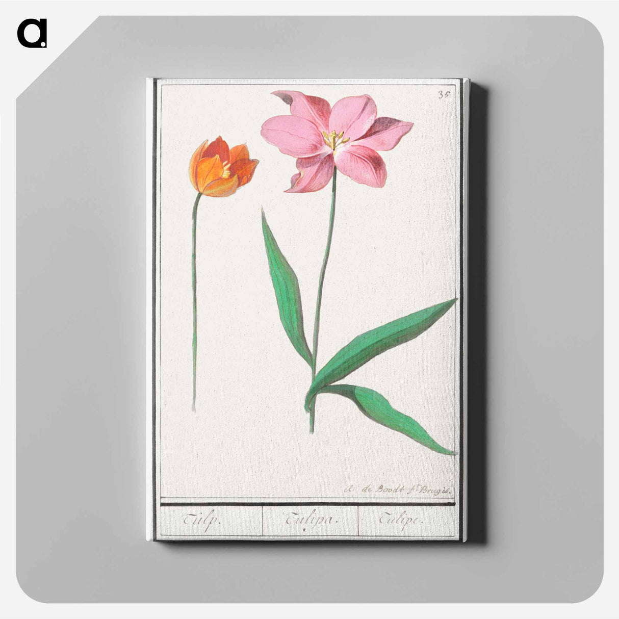 Tulip - アンセルムス ボエティウス デ ブート Canvas.